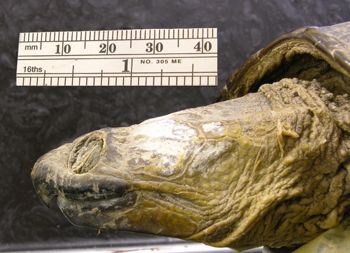 Media type: image; Herpetology R-1473